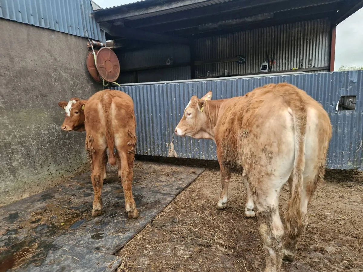 Breeding Heifer 5 star - Image 4