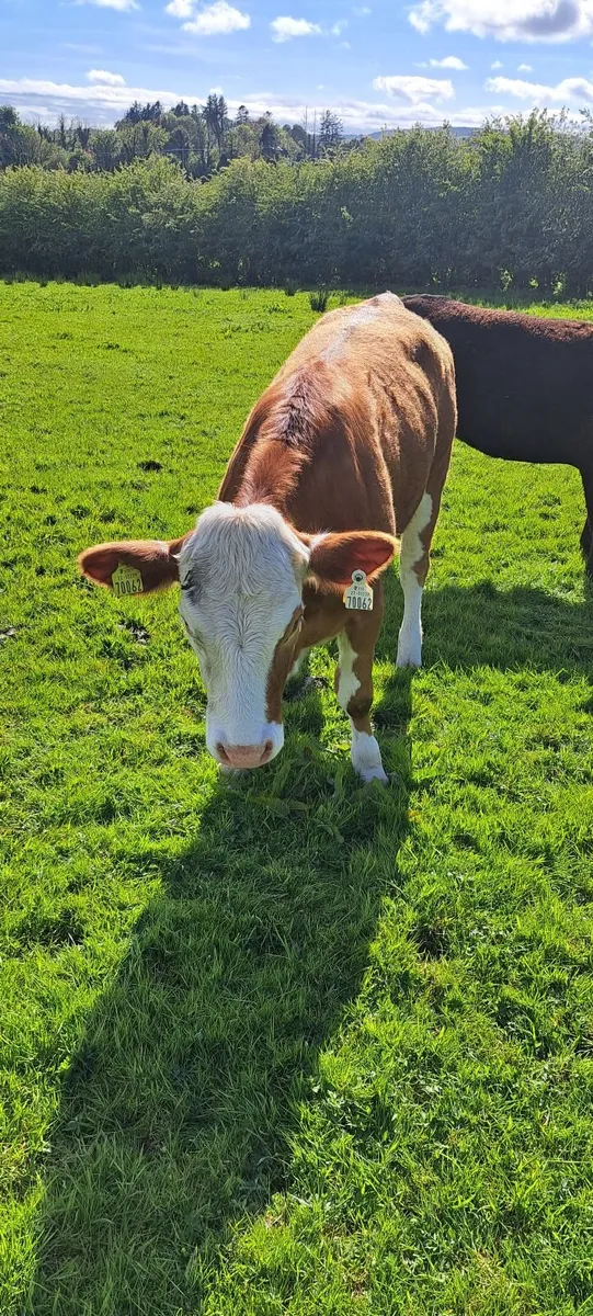 PBR Simmental heifer - Image 2