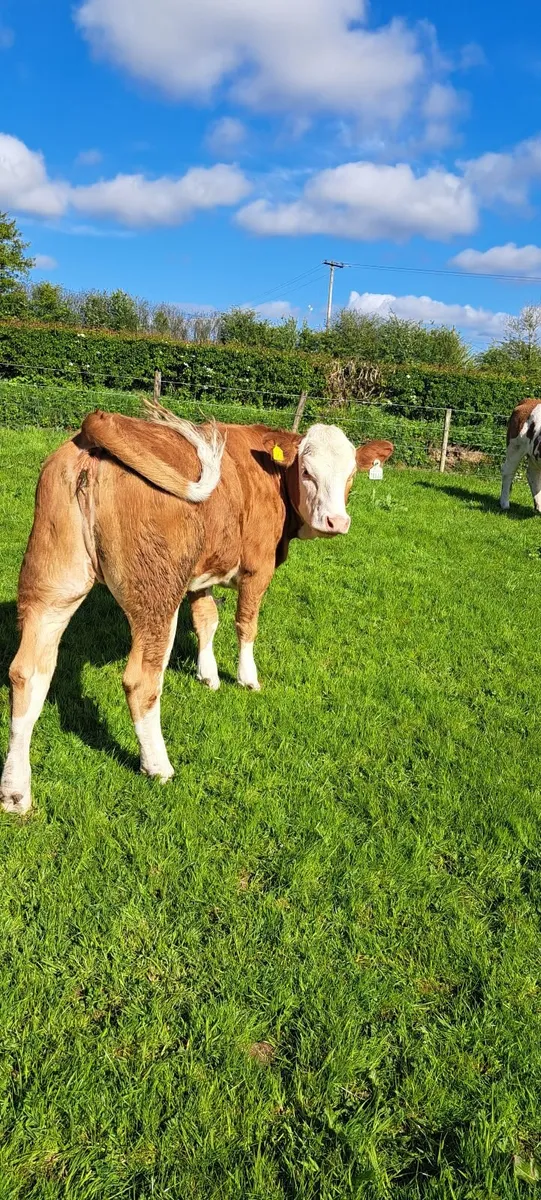 PBR Simmental heifer - Image 4