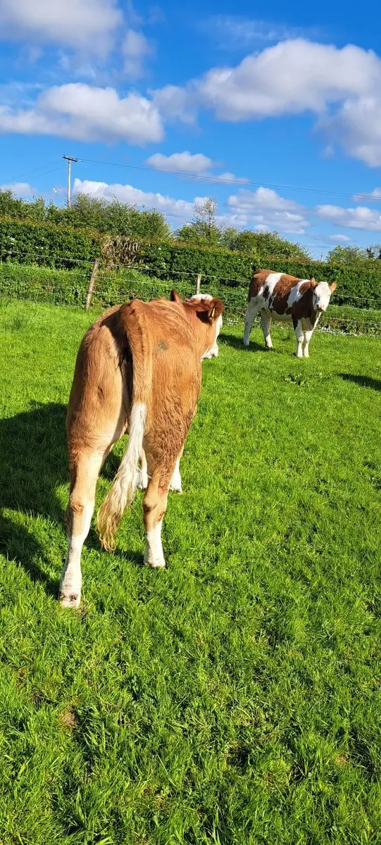 PBR Simmental heifer - Image 3