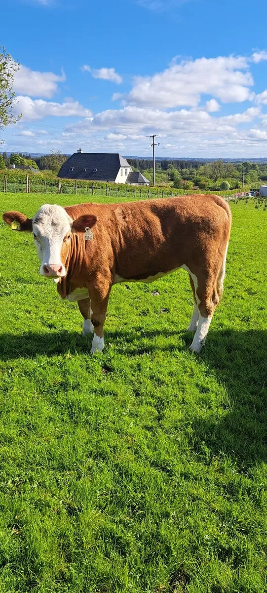 PBR Simmental heifer - Image 1