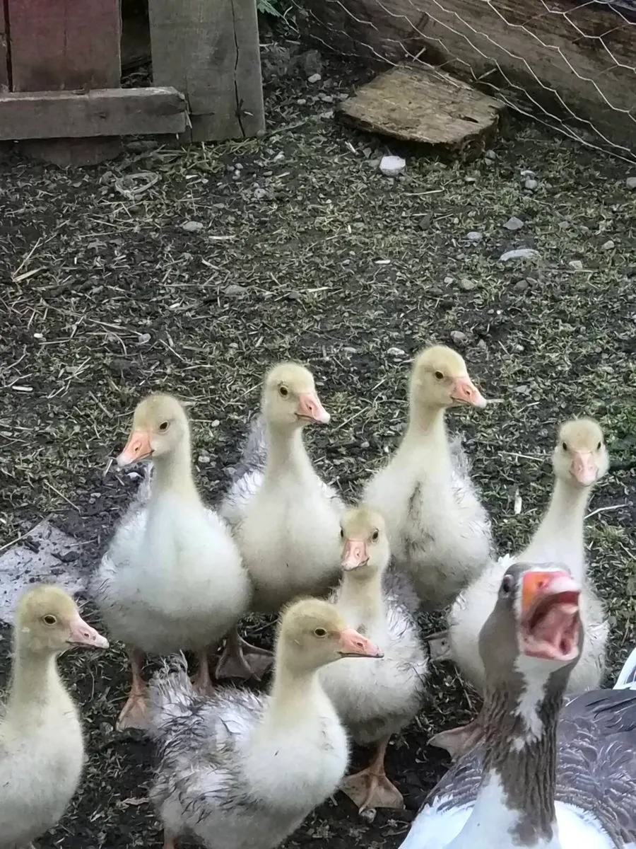 Goslings - Image 2