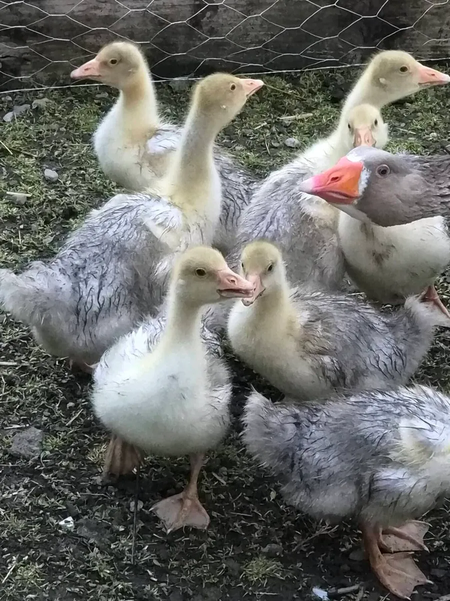 Goslings - Image 3