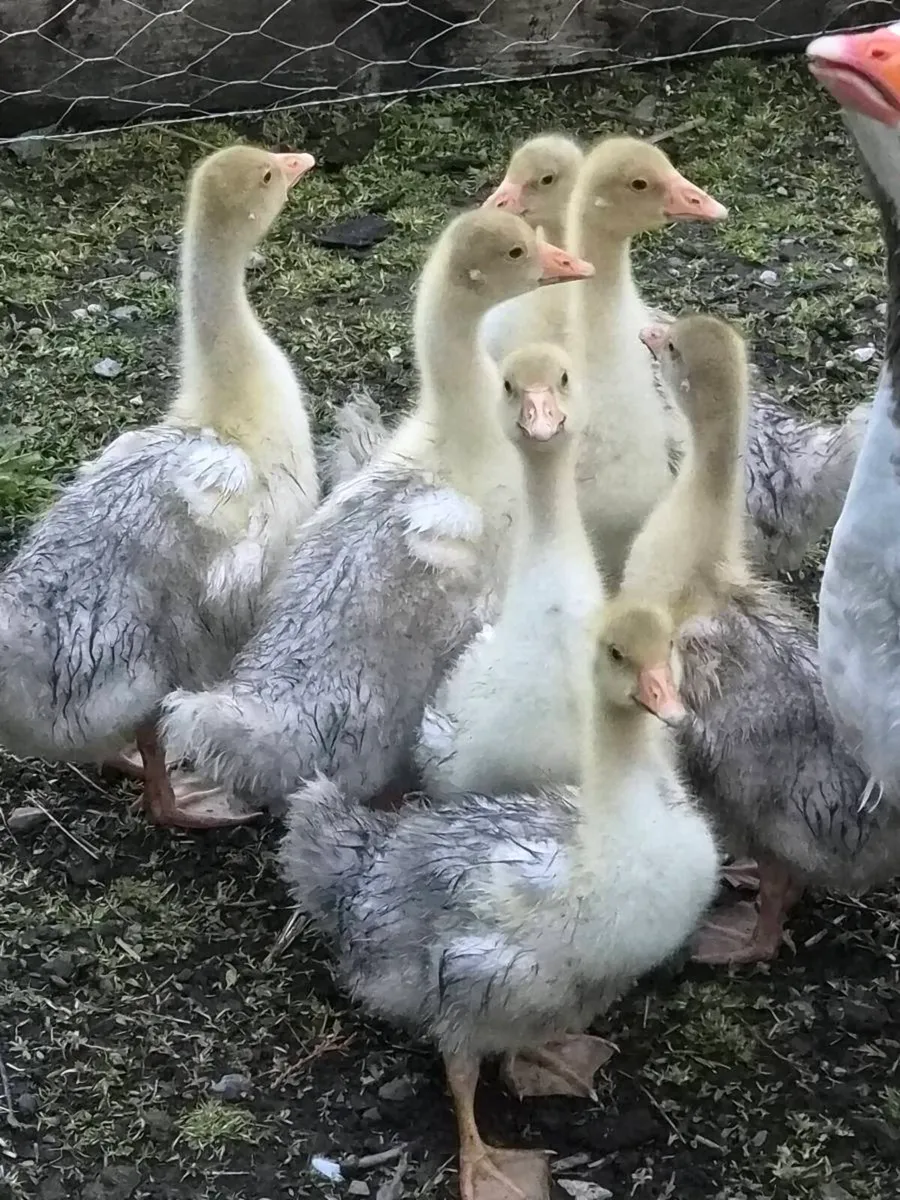 Goslings - Image 4
