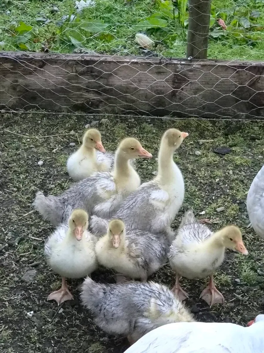 Goslings - Image 1