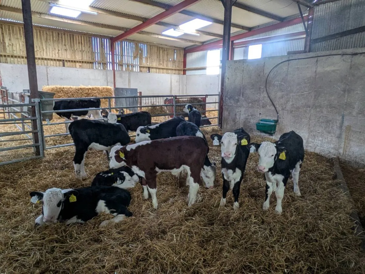 10 hereford calves - Image 2