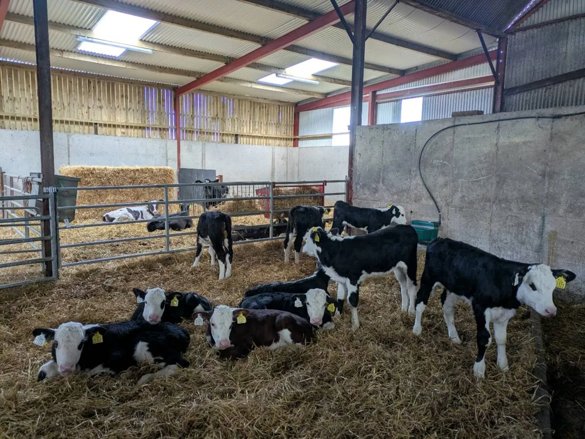 10 hereford calves - Image 3