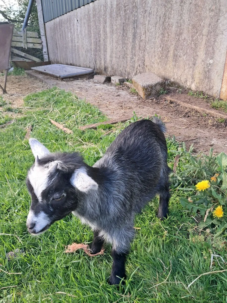 Purebred  pygmy  kids - Image 3