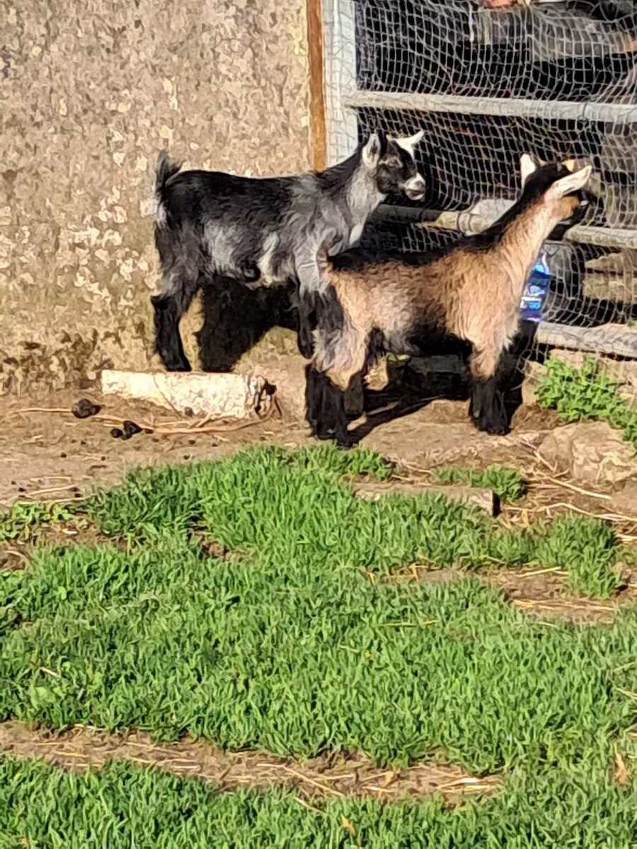Purebred  pygmy  kids - Image 1