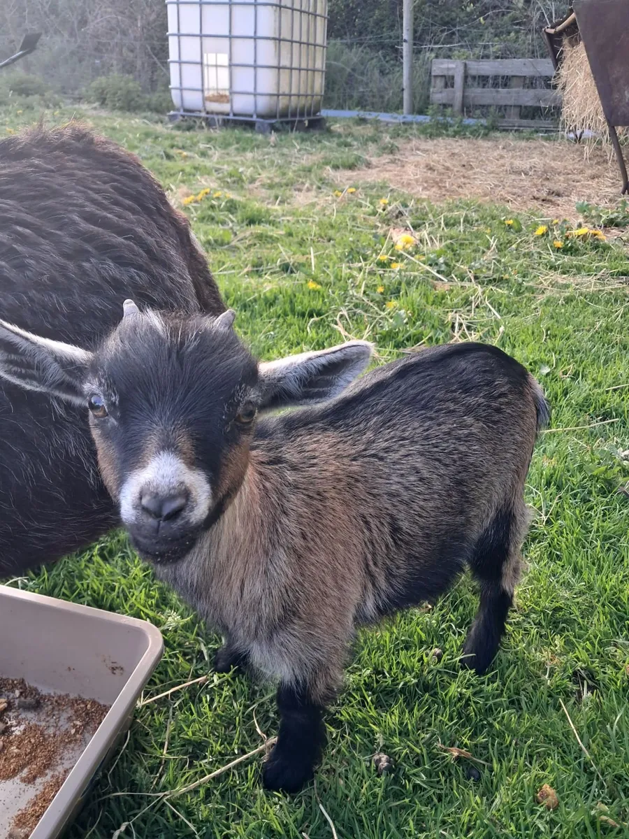 Purebred  pygmy  kids - Image 2