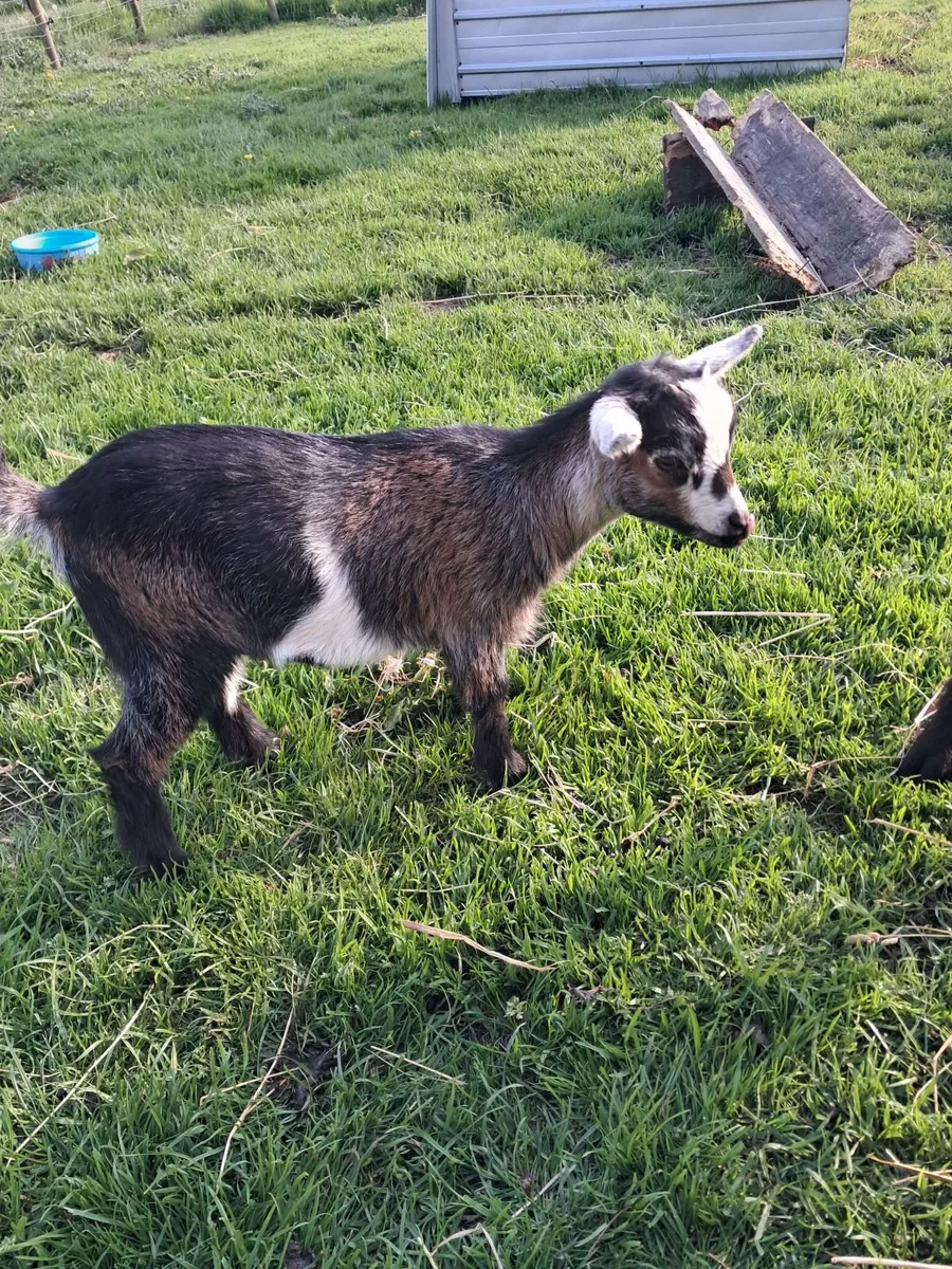 Purebred  pygmy  kids - Image 4