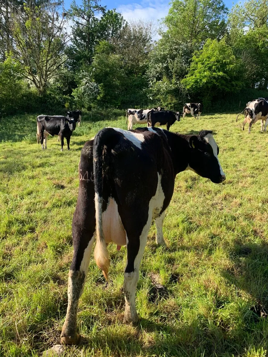 Pedigree Calved heifers - Image 1