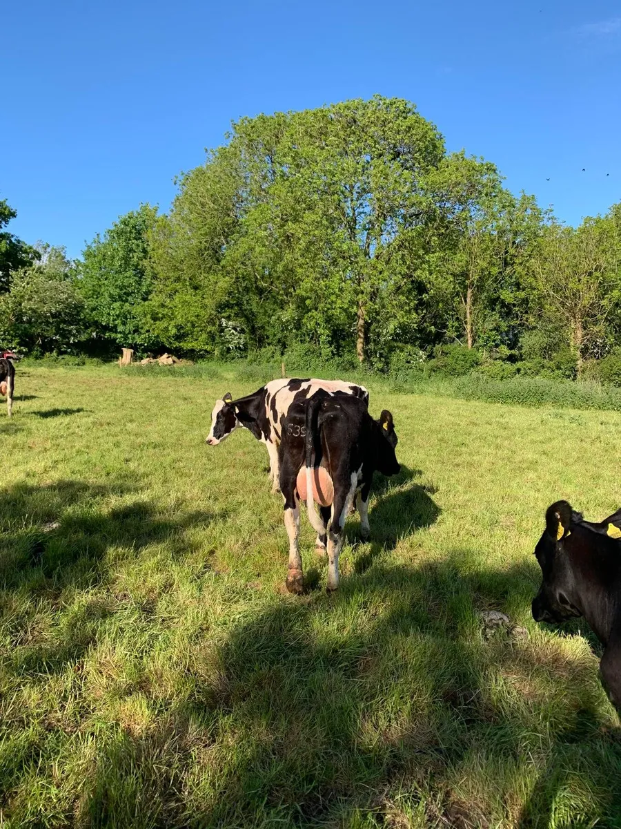 Pedigree Calved heifers - Image 2