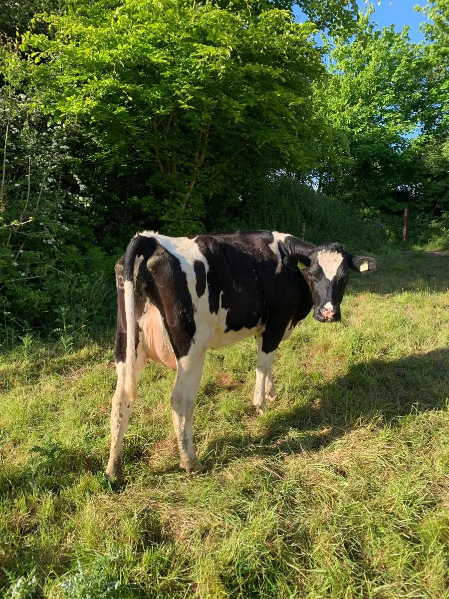 Pedigree Calved heifers - Image 3