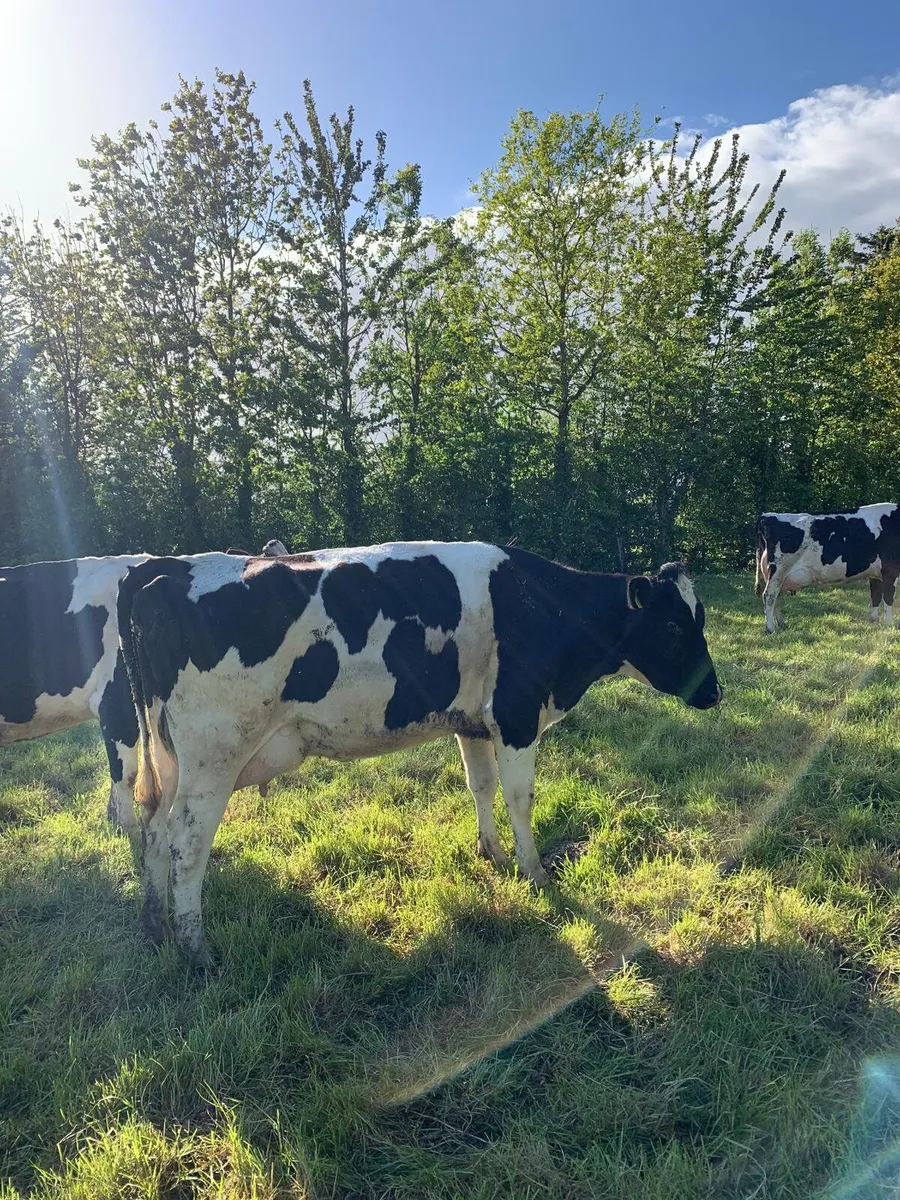 Pedigree Calved heifers - Image 4