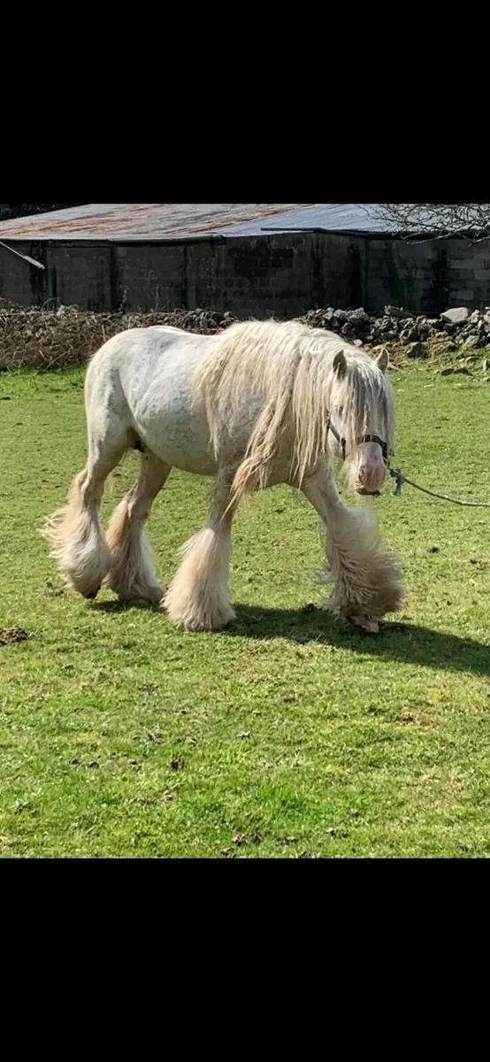 Stallion for sale - Image 1