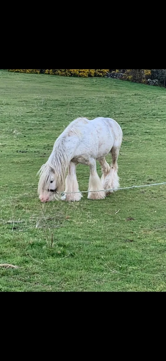 Stallion for sale - Image 2