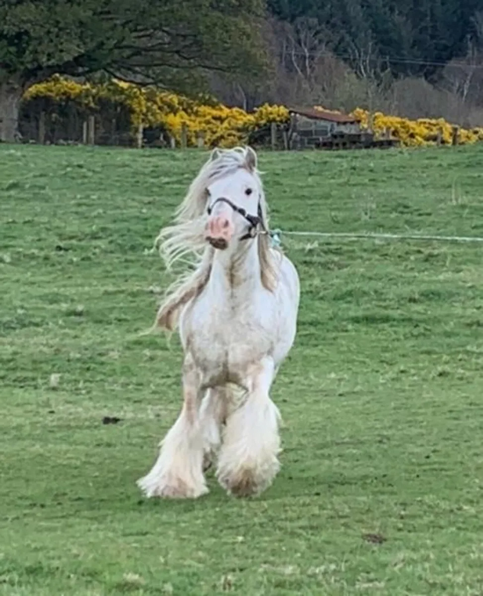 Stallion for sale - Image 3