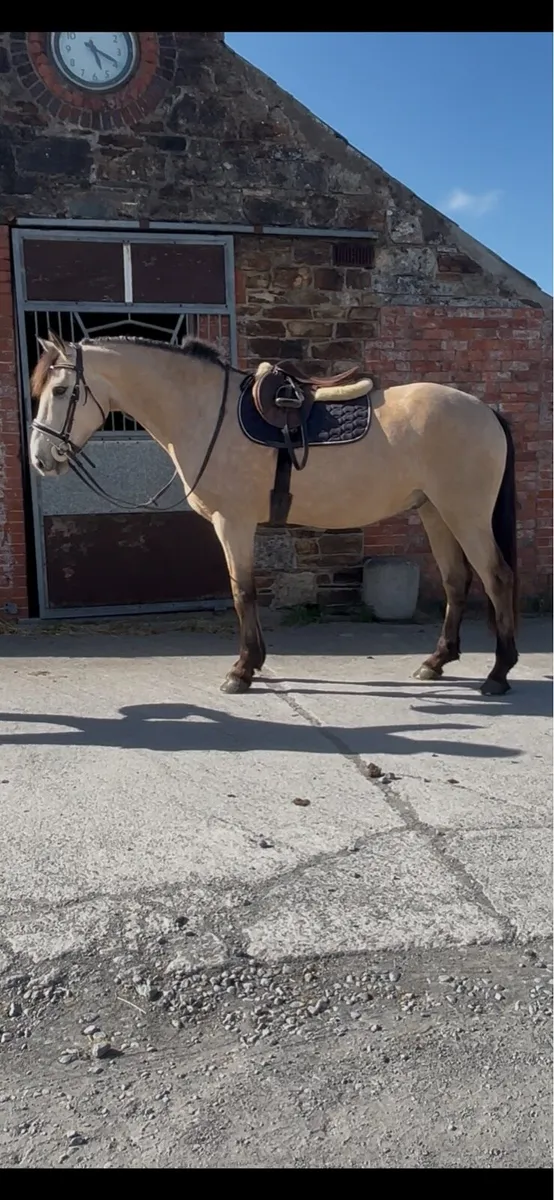 16hh dun Connemara lot 124 clifden - Image 1