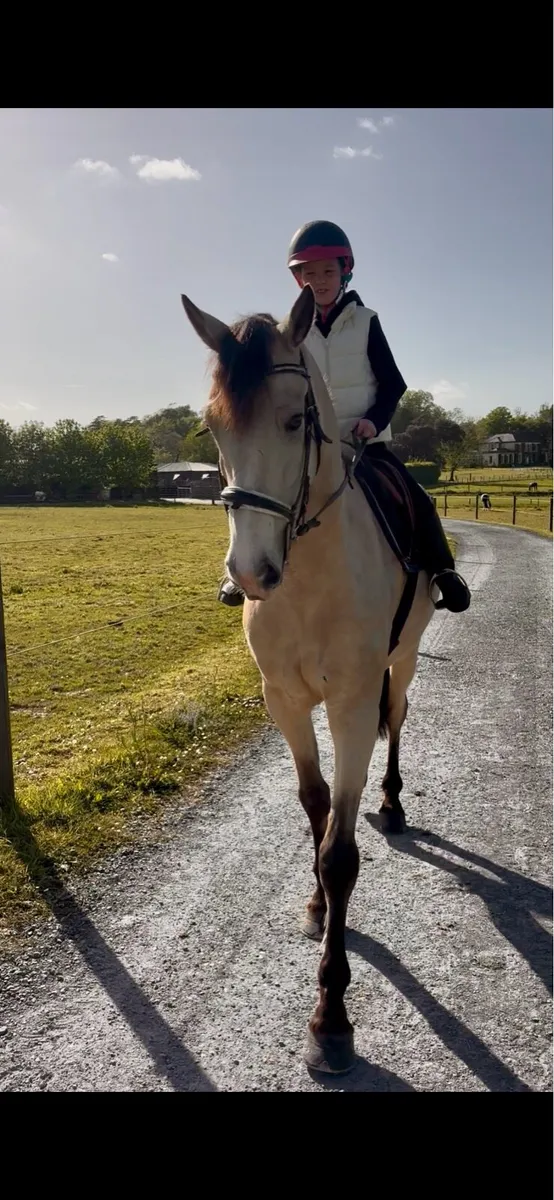 16hh dun Connemara lot 124 clifden - Image 2