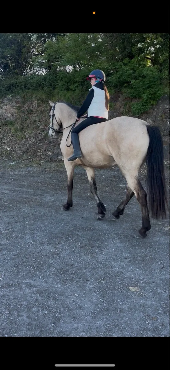 16hh dun Connemara lot 124 clifden - Image 3