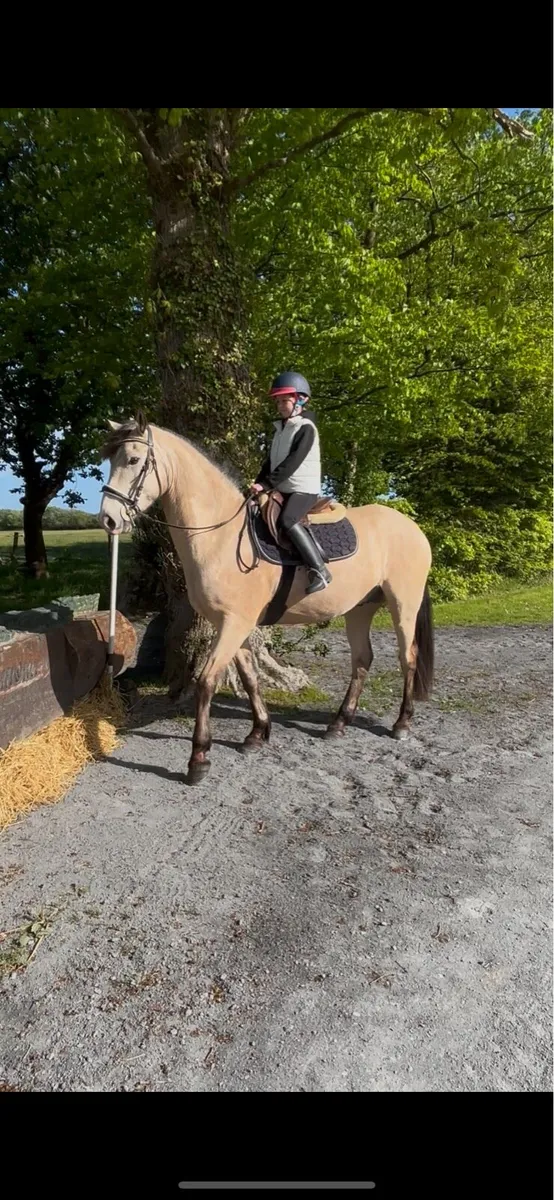 16hh dun Connemara lot 124 clifden - Image 4
