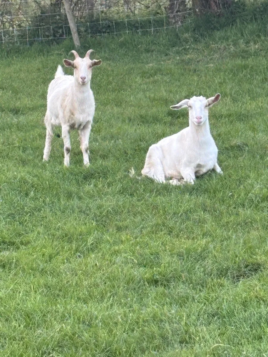 Goats - Image 1