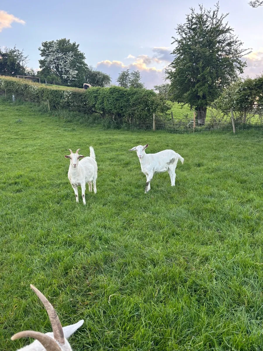 Goats - Image 2