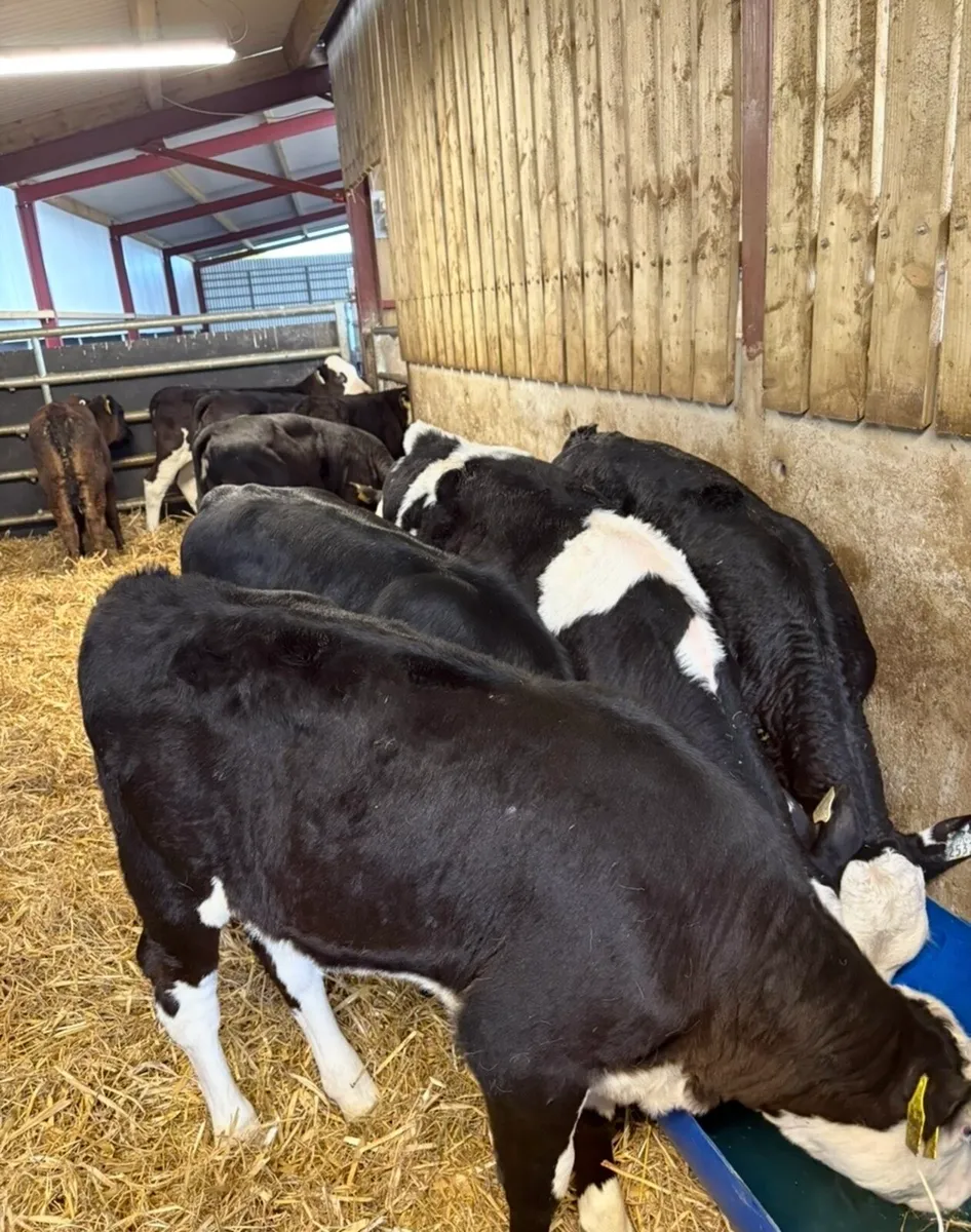 15 top quality 3-4 month old runner heifers🔥 - Image 2