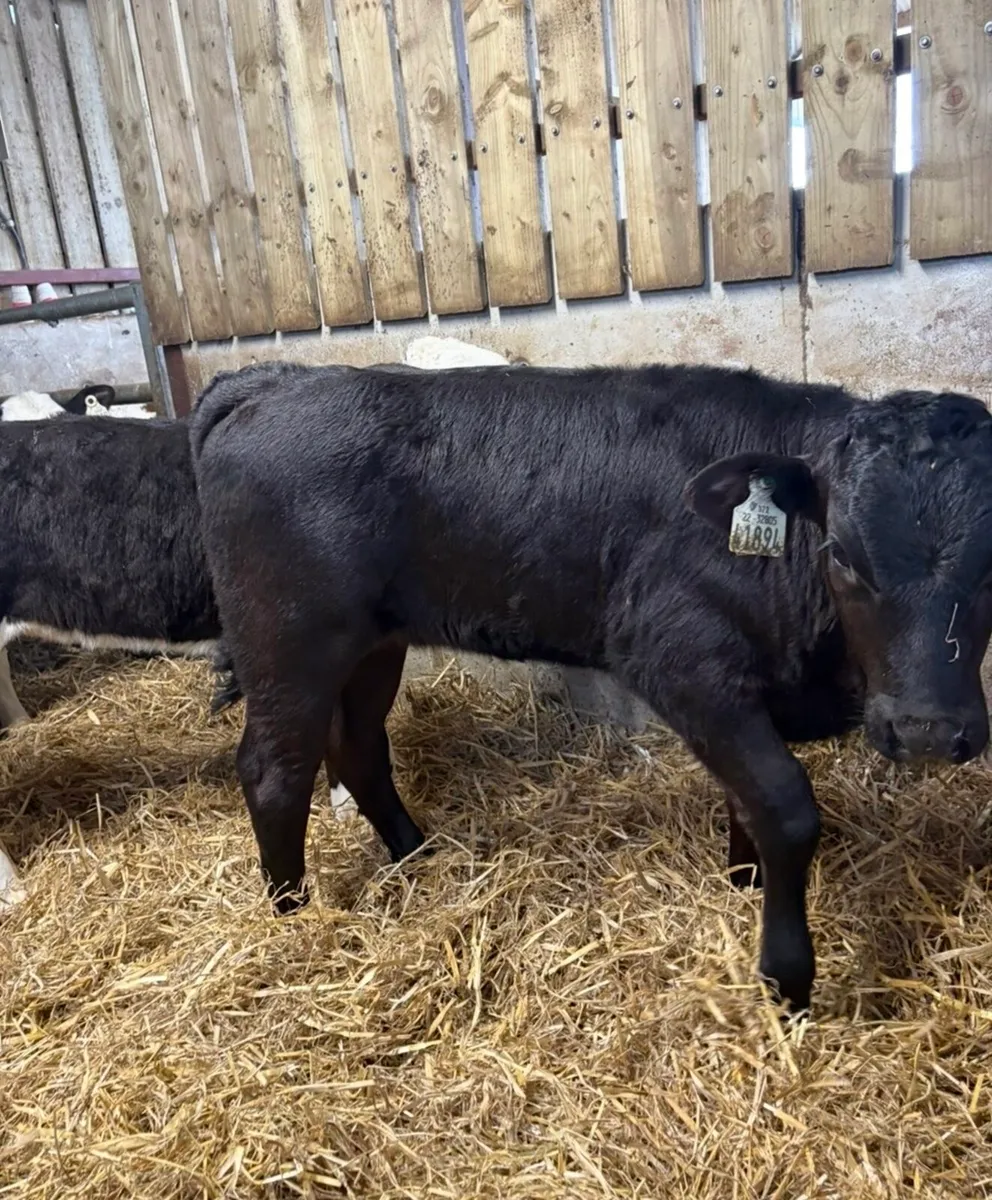 15 top quality 3-4 month old runner heifers🔥 - Image 4