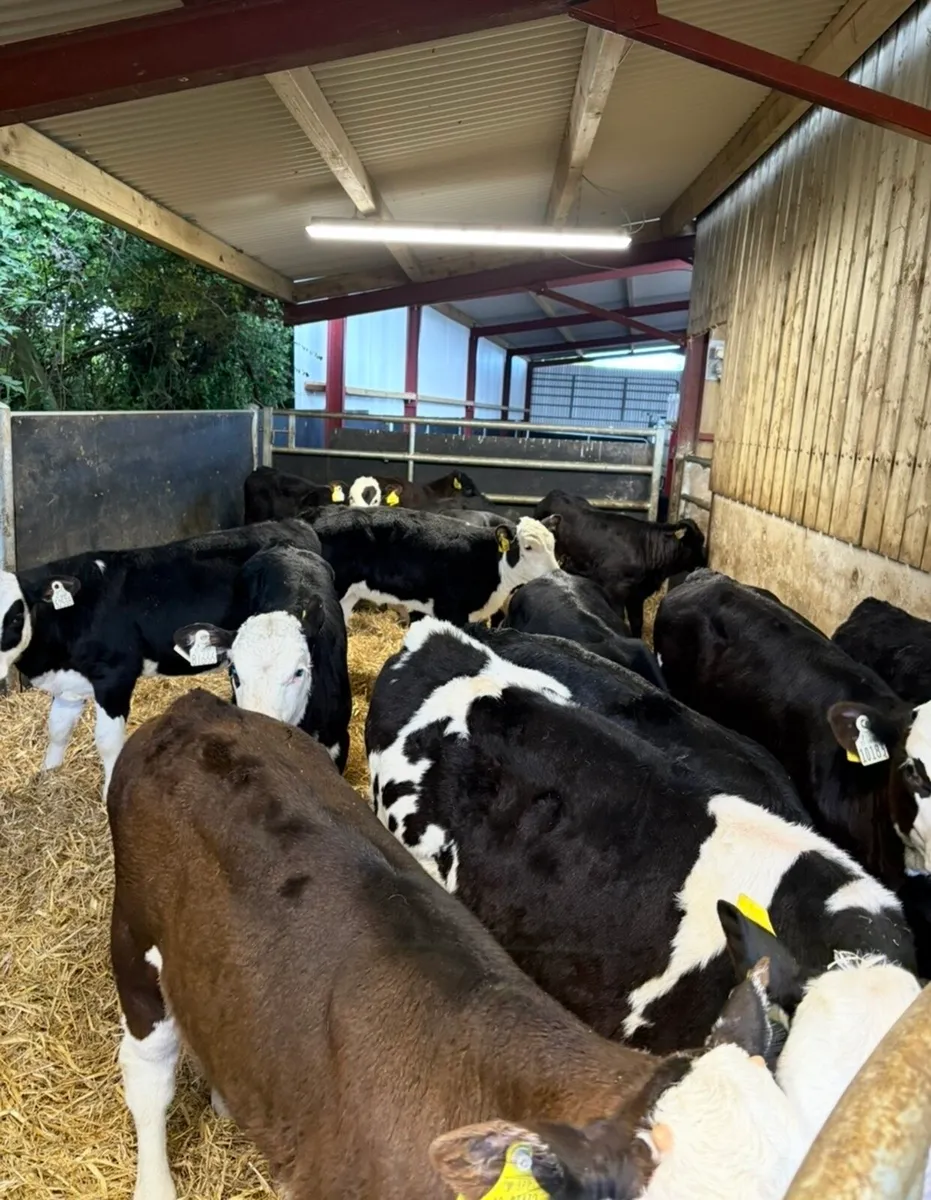 15 top quality 3-4 month old runner heifers🔥 - Image 3