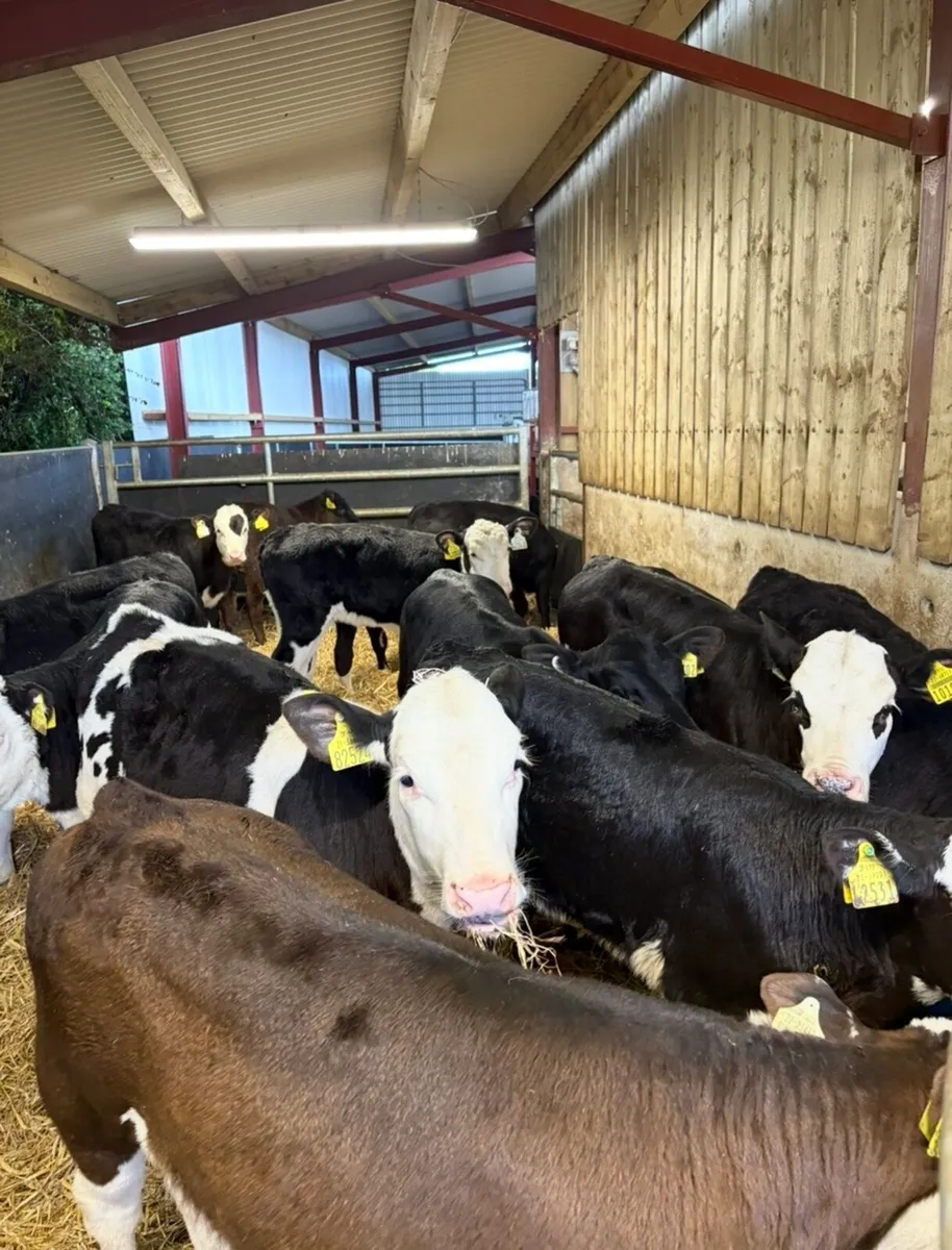 15 top quality 3-4 month old runner heifers🔥 - Image 1