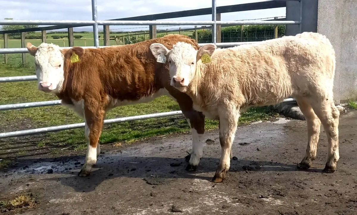 CONTINTENTAL CHAROLAIS  HEIFERS - Image 1