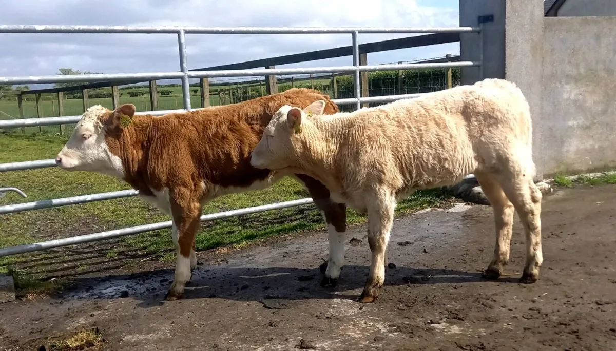 CONTINTENTAL CHAROLAIS  HEIFERS - Image 2