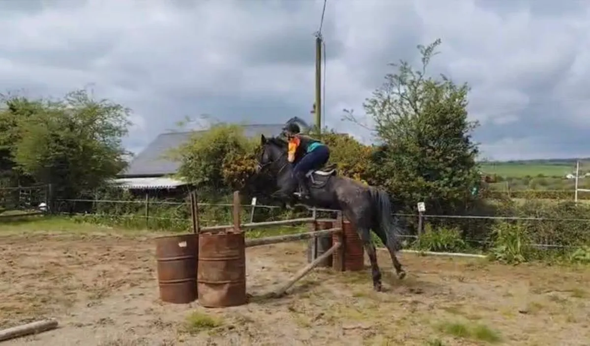 148cms Pony - Image 2