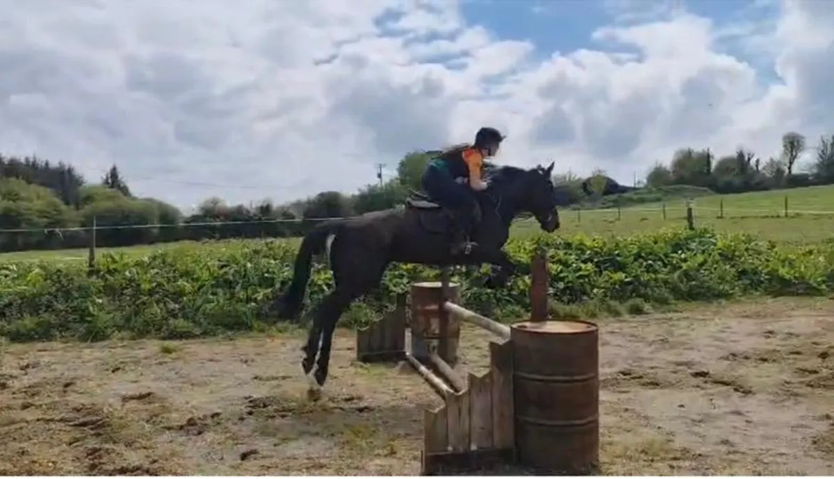 148cms Pony - Image 1