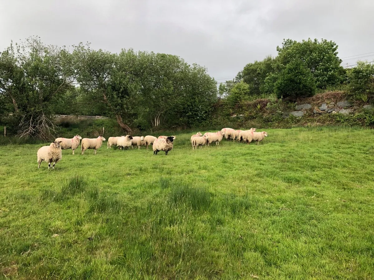 Hoggetts - Image 2