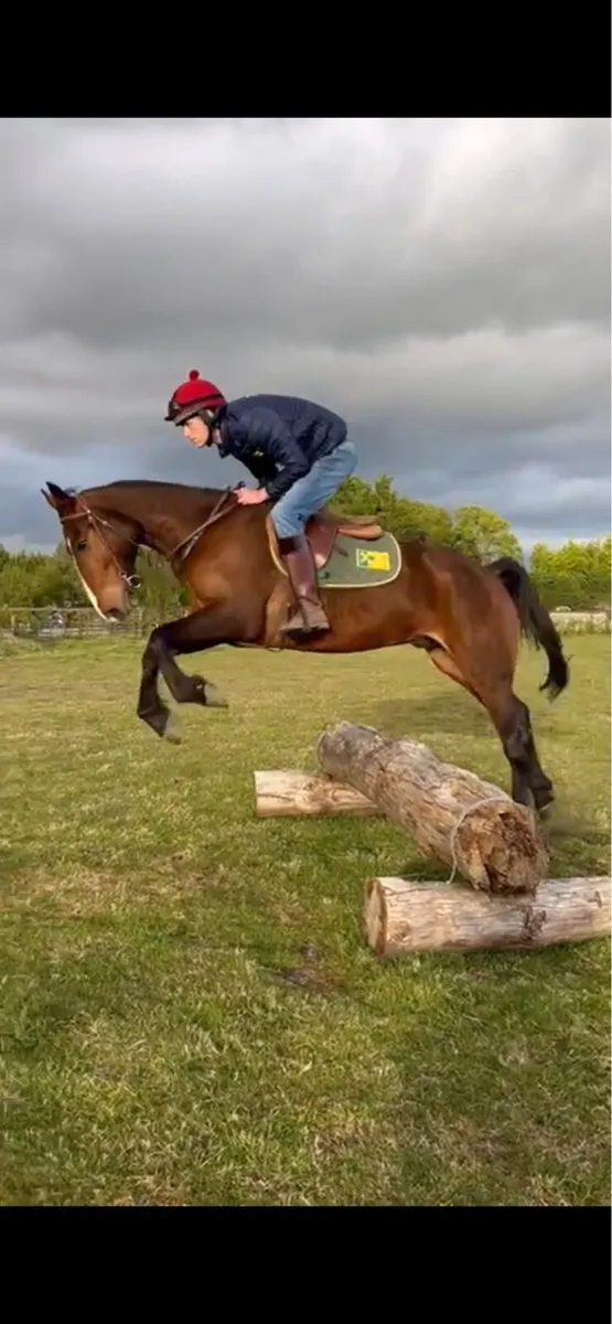 7 Year old Bay Gelding - Image 3