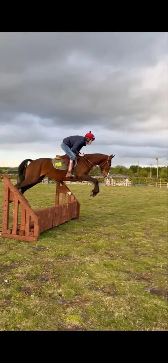 7 Year old Bay Gelding - Image 2