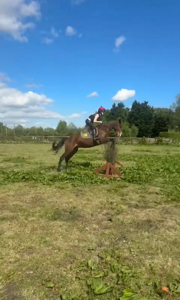 7 Year old Bay Gelding - Image 4