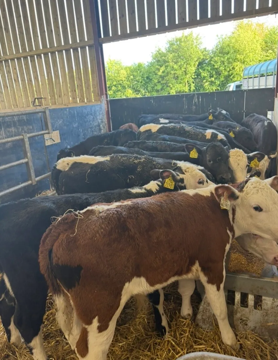 20 top class 150kg R grade bull runners 🔥🔥 - Image 1