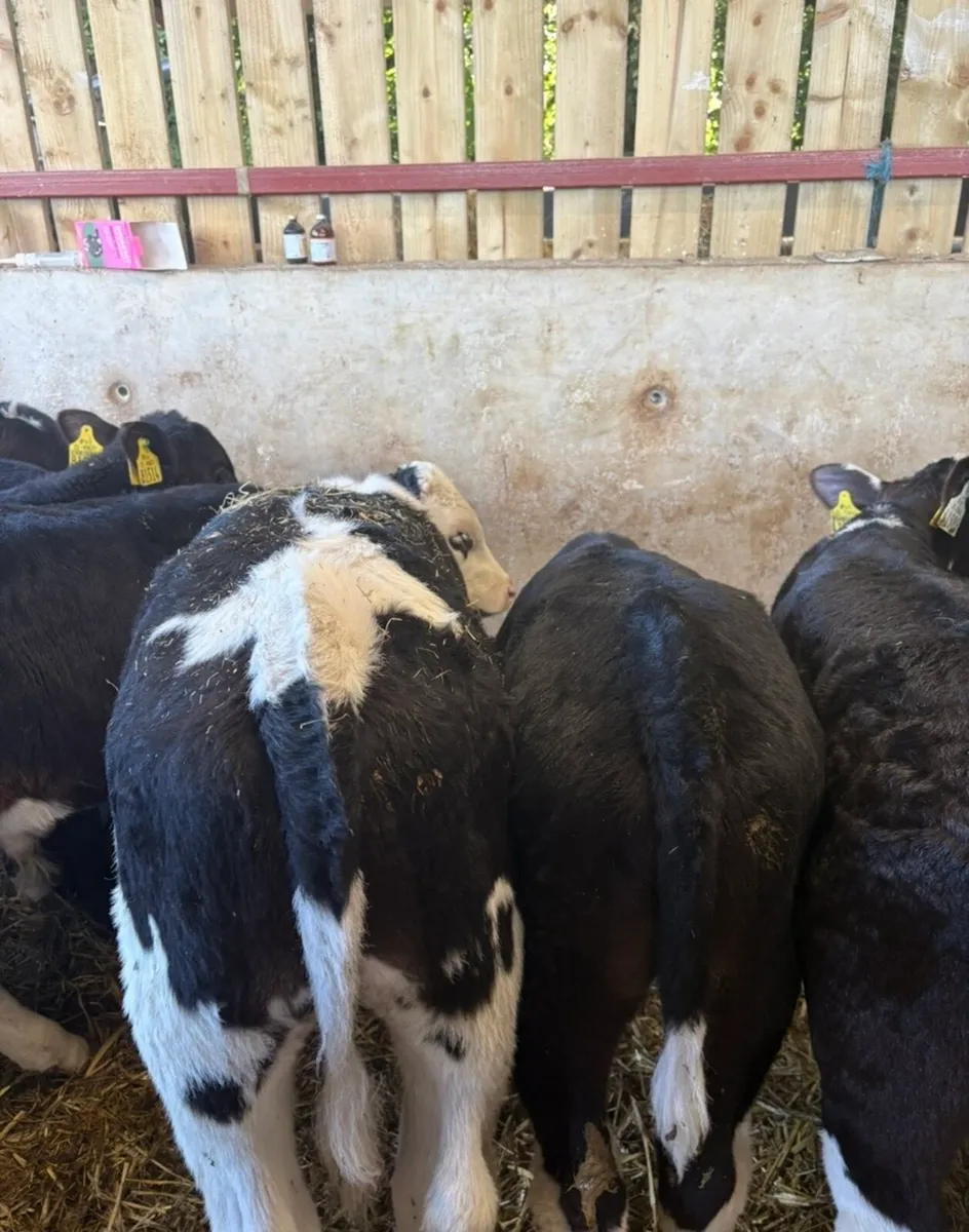 20 top class 150kg R grade bull runners 🔥🔥 - Image 2