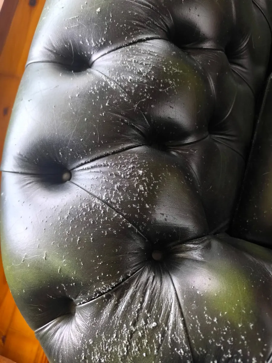 Green chesterfield leather couches with two chairs - Image 2