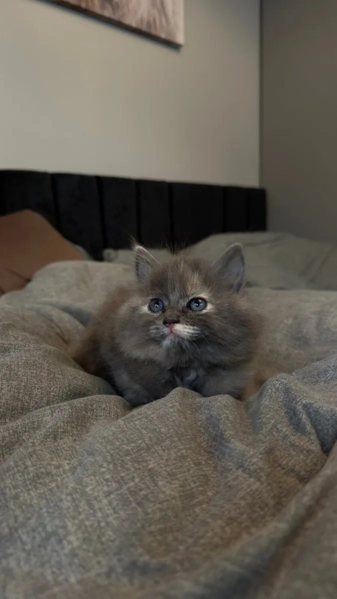 Friendly kitten looking for a loving home - Image 1
