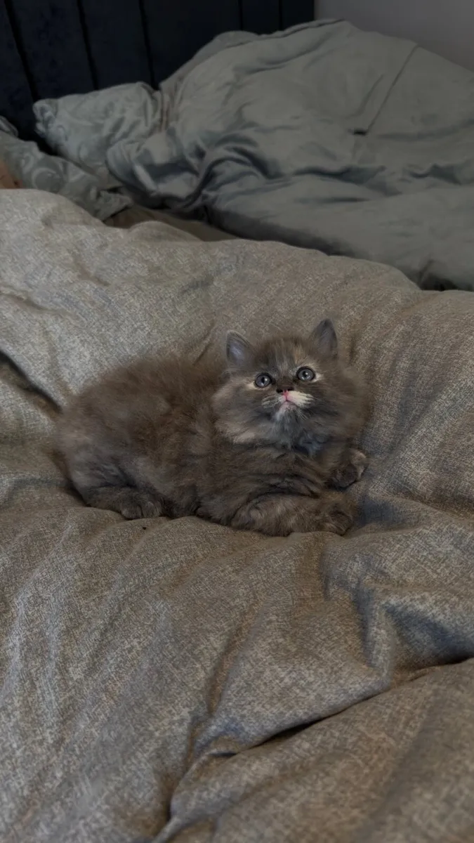 Friendly kitten looking for a loving home - Image 2