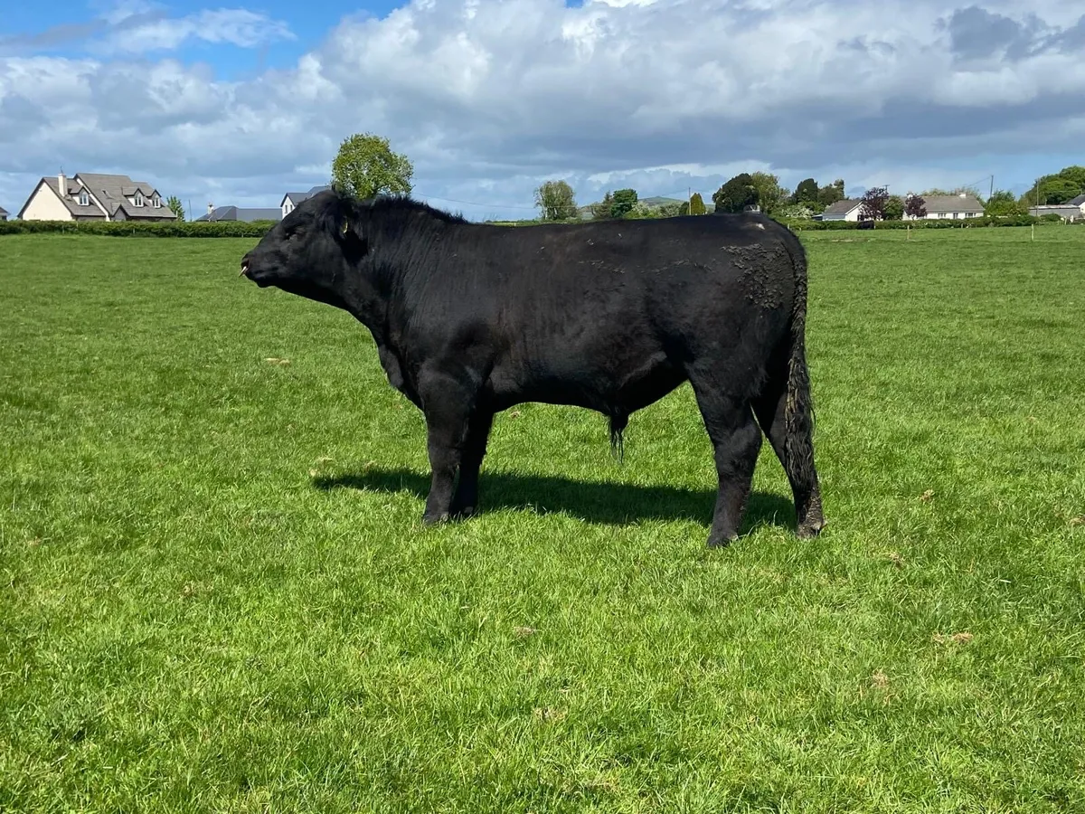 Angus Bulls - Image 1