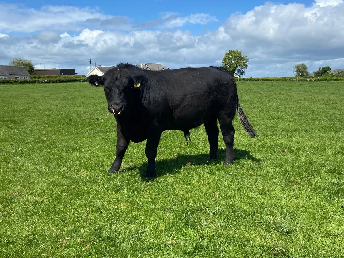 Angus Bulls - Image 4