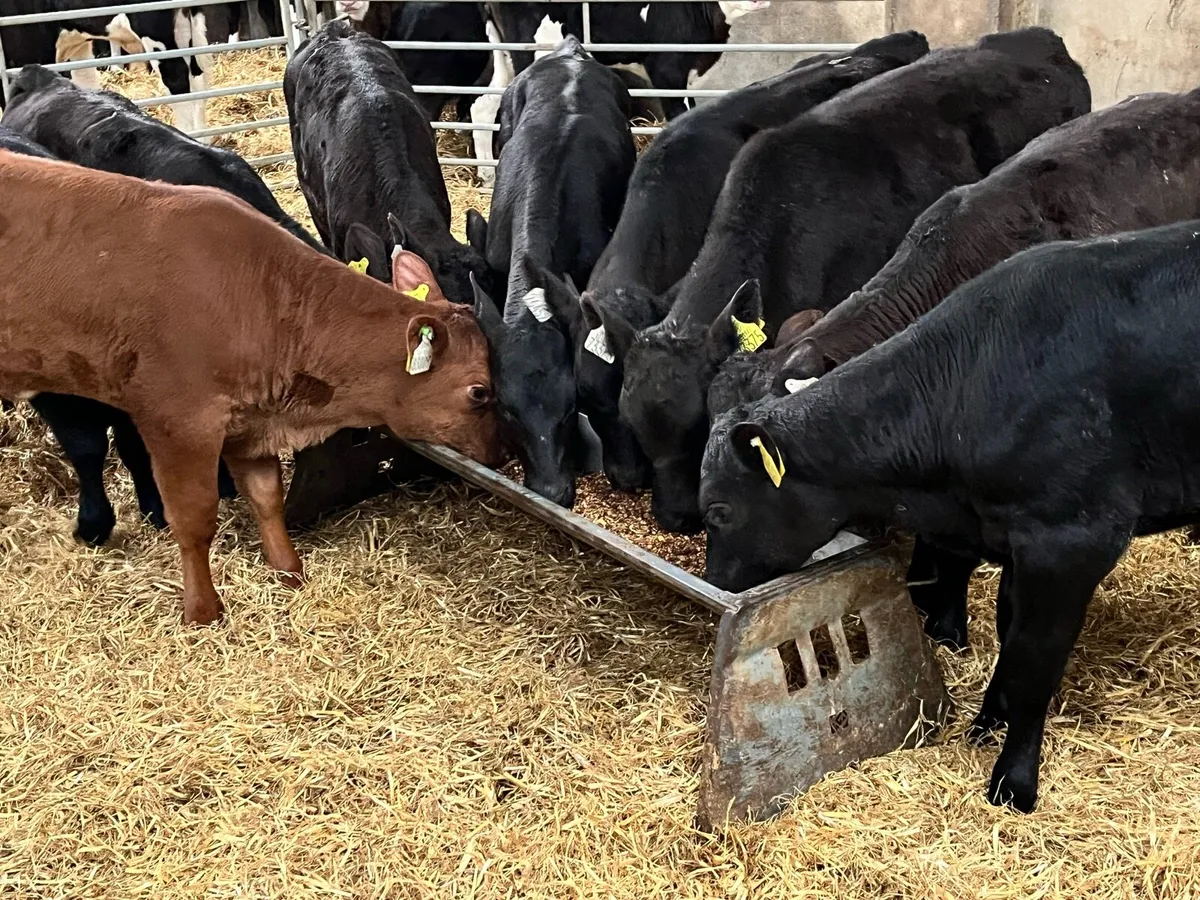 SERIOUS AA HEIFER RUNNERS - Image 1