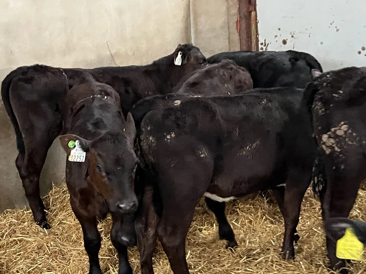 SERIOUS AA HEIFER RUNNERS - Image 4