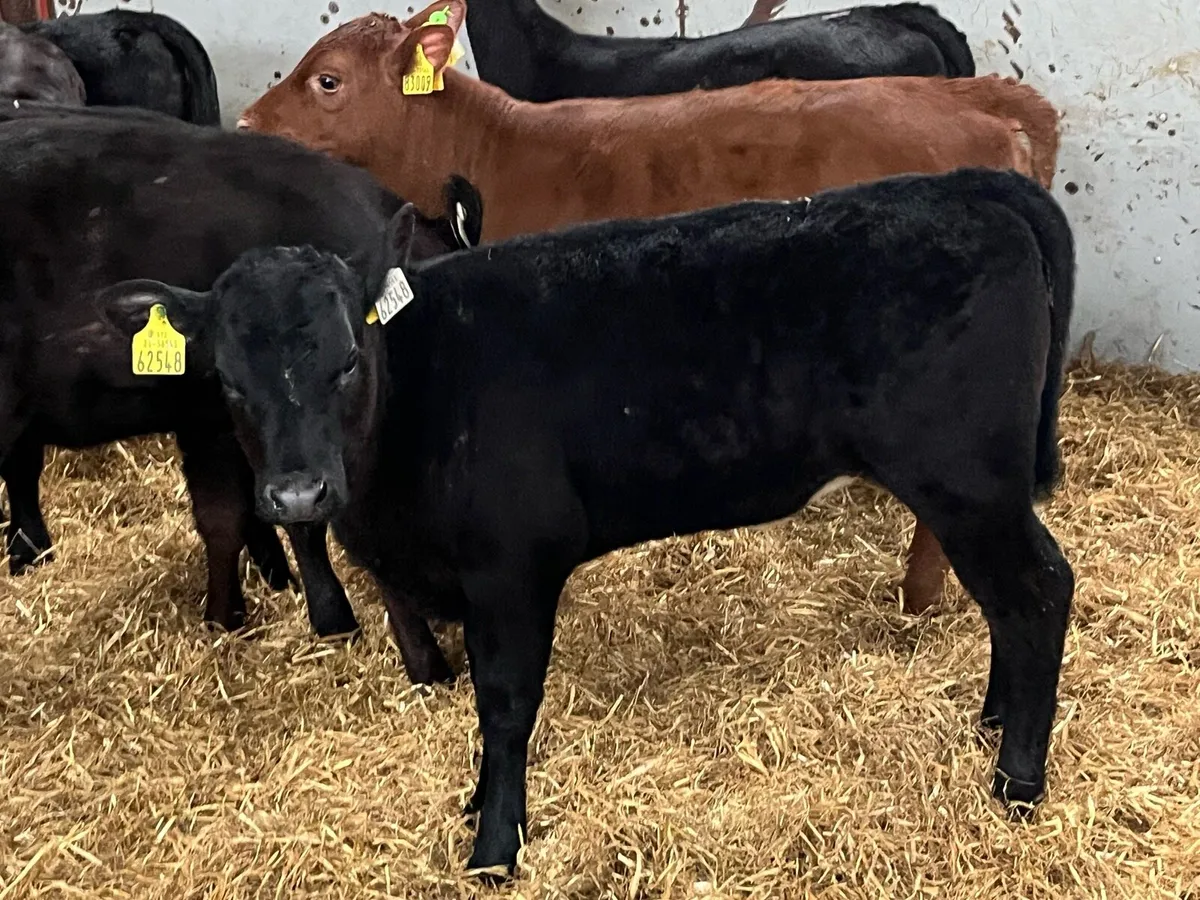 SERIOUS AA HEIFER RUNNERS - Image 2